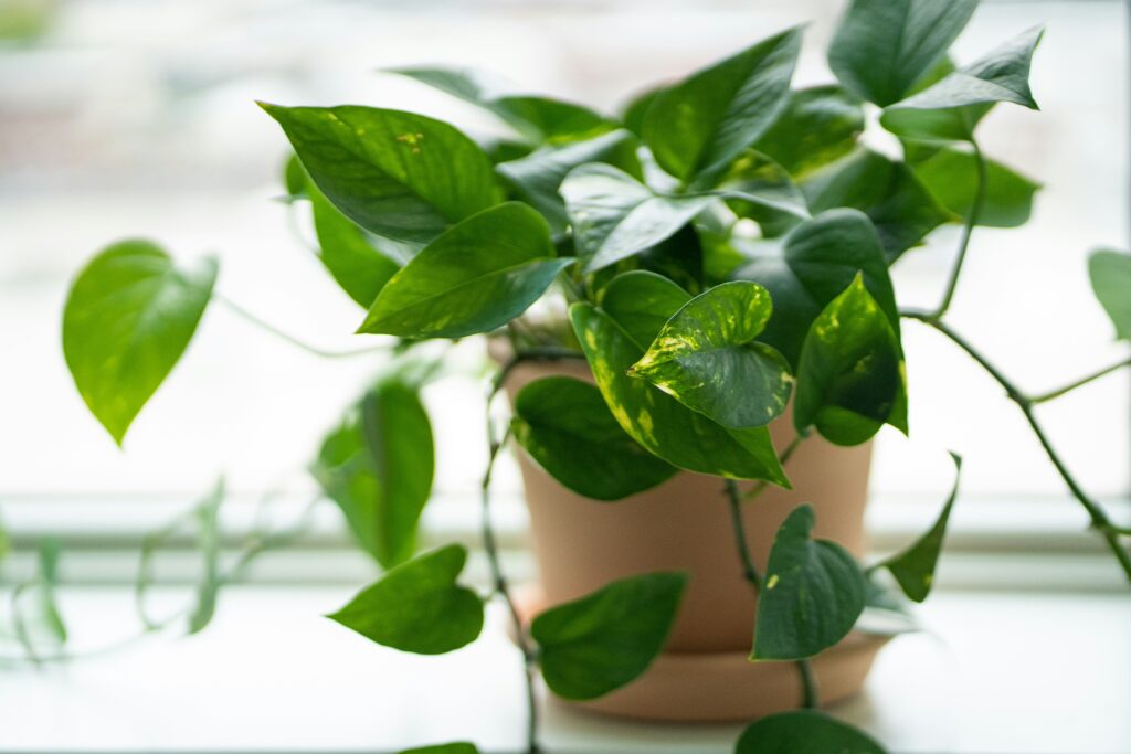 デスクに置きやすい観葉植物の種類を並べたイメージ